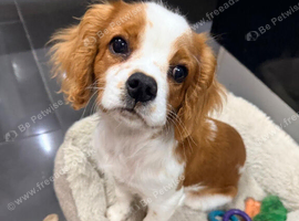 5 month old, female cavalier King Charles puppy