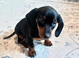 Miniature Dachshund