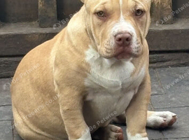 American pocket bully