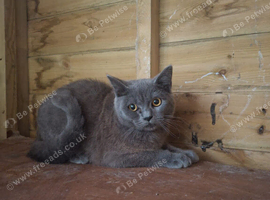 Beautiful British short hair X Ragdoll kitten 6 months