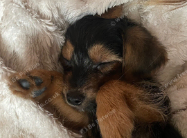 Yorkshire terrier x Jack Russell