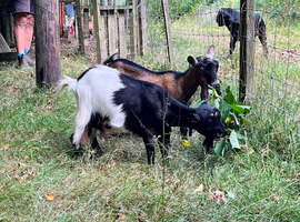Two female Pygmy goats