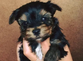 Two small Yorkie's av from a litter of six