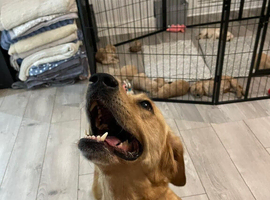 Golden Labradoodles Essex