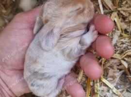 Beautiful Harlequin Mini Lops