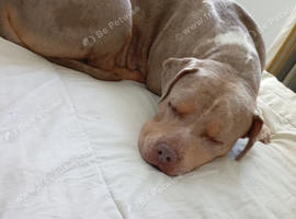 Bella pocket bully cross