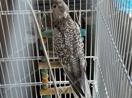 Hand reared cockatiels