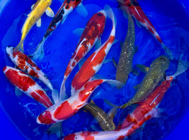 Koi carp for sale