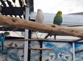 Finches, Parrakeets, Parrots, Lovebirds wanted - lifetime home given.