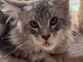 A wonderful Maine Coon male with a GCCF pedigree is waiting for a new, loving home.
