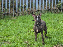 Sharpei cross staff