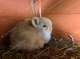 Netherland x mini lop