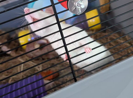 female rats