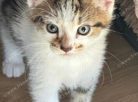 2  cute male kittens