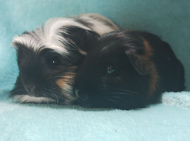 One corronet and one smooth coat guinea pigs