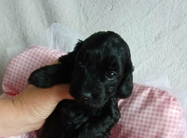 Cockapoo 2 girls two boys left