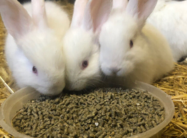 New Zealand rabbits
