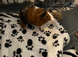 &ldquo; biscuit &ldquo; Male Guinea pig 8months old