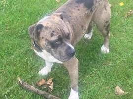 2yr old Female Staffy x American Bulldog