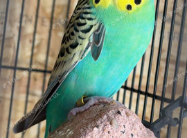 6 budgies to go