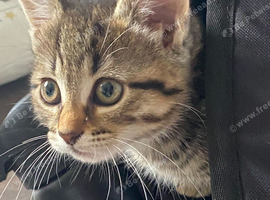 Tabby Kittens For Sale in Medway READY For New Homes