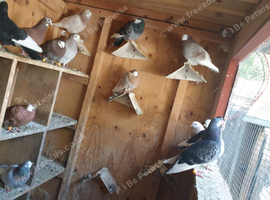 Pigeons badges