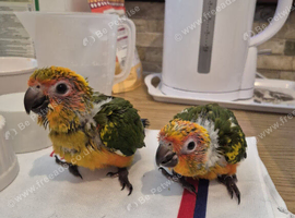 Hand reared sun conures