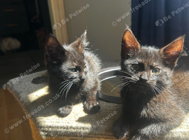 3 beautiful maincoon cross kittens ready now