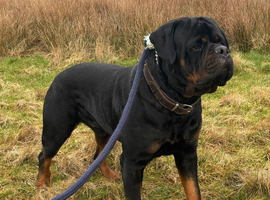 STUD only KC registered Rottweiler