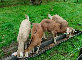 Pedigree Boer Breeding Does For Sale
