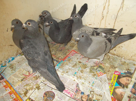RACING PIGEONS FOR SALE.