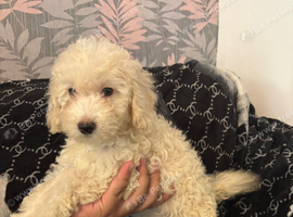 Cockapoo puppies ready to go !