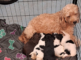 Cavapoo 4 puppies