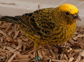 Lizard canary