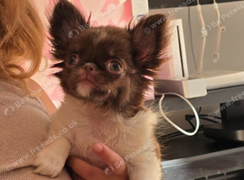 Ready now! Quality Chihuahua female puppy