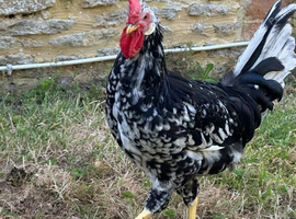 12 week old handsome Exchequer Leghorn
