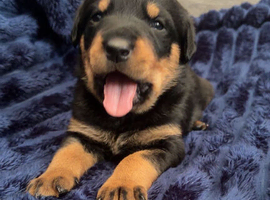 5 CHUNKY ROTTWEILER