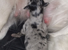 Male collie x saluki