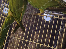 Ringneck