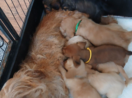 8 dachshund x jack Russel puppies