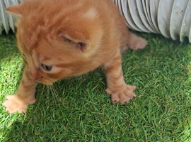 Kittens