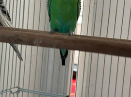 Budgies for sale