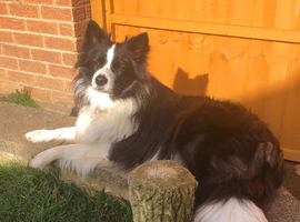 Pedigree border collie female
