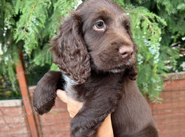 Lovely Cocker Spaniel boy with Green Eyes