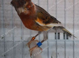 Canary harlequins