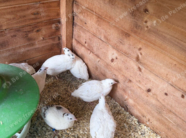 Female English white quail &pound;9