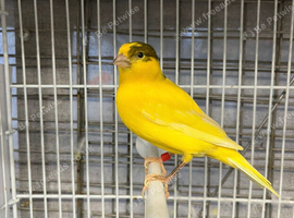 Canary pair for sale