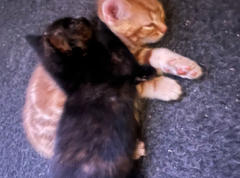 Tortoiseshell kitten