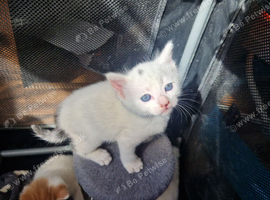 Beautiful kittens ready next monday
