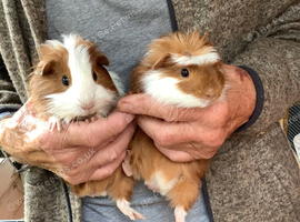 2 Bonded Brothers